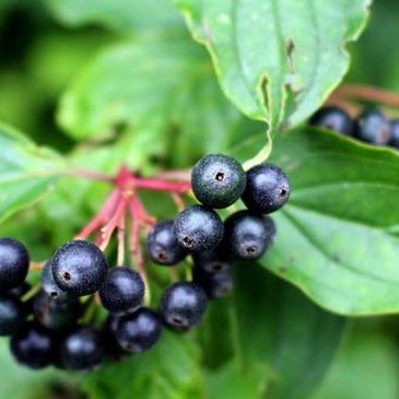 The Health Benefits of Elderberry