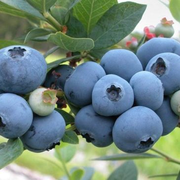 Proven Health Benefits of Blueberries