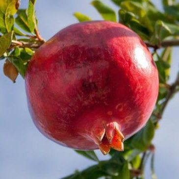 The Health Benefits of Pomegranate
