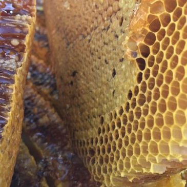 Anti-Ageing Properties of Honey