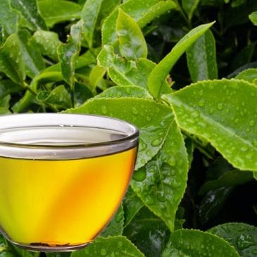Scientifically-Backed Health Benefits of Green Tea